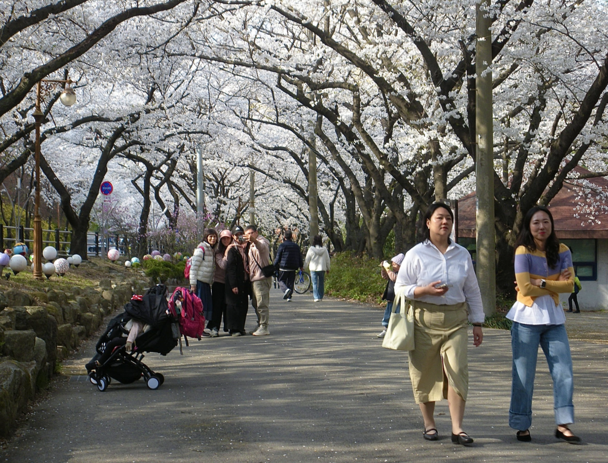 Cherry blossom season draws large crowds each spring, with families, couples, and tourists flocking to parks to enjoy the short-lived blooms.  